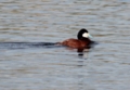 Ruddy Duck