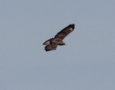 Common Buzzard