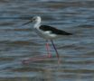 Black-winged Stilt