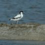 Pied Avocet