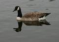 Canada Goose