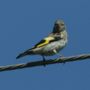 European Goldfinch