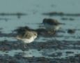 Kentish Plover