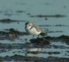 Kentish Plover