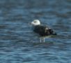 Great Black-backed Gull