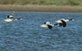 Shelduck