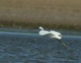 Little Egret