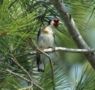 European Goldfinch