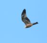 Black Kite