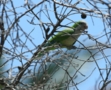 Monk Parakeet