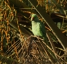 Ring-necked Parakeet