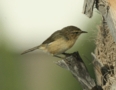 Chiffchaff