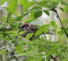 Tree Sparrow