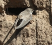 Sand Martin