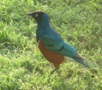 Superb Starling