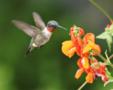 Ruby Throated Hummingbird