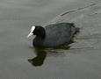 Common Coot