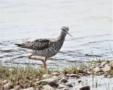 Lesser Yellowlegs