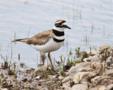 Killdeer