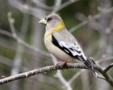 Evening Grosbeak