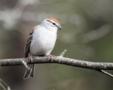 Chipping Sparrow