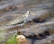 Spotted Sandpiper