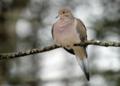 Mourning Dove