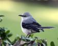 Northern Mockingbird