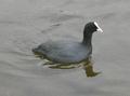 Common Coot