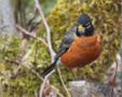 American Robin