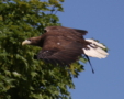 White Tailed Eagle