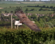 White Tailed Eagle