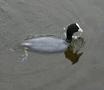 Common Coot