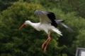 White Stork