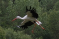 White Stork