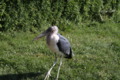 Marabou Stork