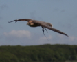 Lanner Falcon.