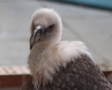 Griffon Vulture.