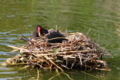 Common Moorhen