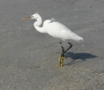 Western Reef Egret