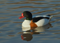 Shelduck