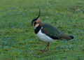 Lapwing