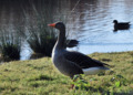 Greylag Goose