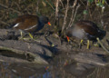 Common Moorhen