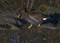 Common Moorhen