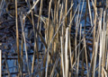 Eurasion Bittern