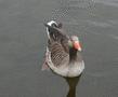 Greylag Goose