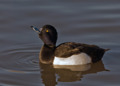 Tufted Duck