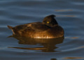 Tufted Duck