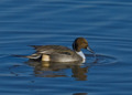 Northern Pintail